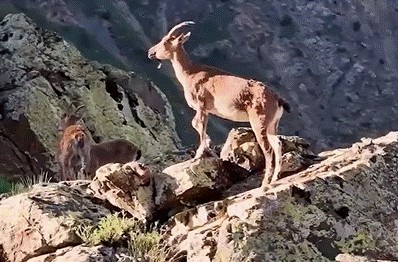 Vali Aydoğdu dağ keçilerinin görüntülerini paylaştı: "Huzurun şehri, Erzincan"