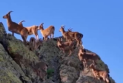 Vali Aydoğdu dağ ke&ccedil;ilerinin g&ouml;r&uuml;nt&uuml;lerini paylaştı: "Huzurun şehri, Erzincan"
