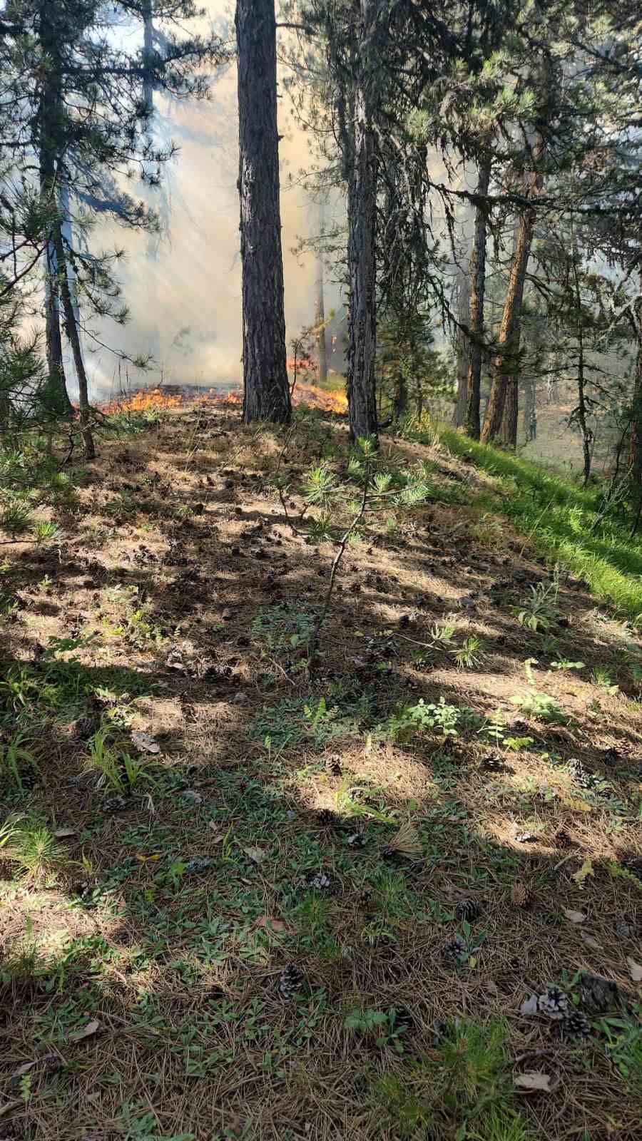 Ormanlık alandaki &ouml;rt&uuml; yangını zamanında m&uuml;dahaleyle s&ouml;nd&uuml;r&uuml;ld&uuml;
