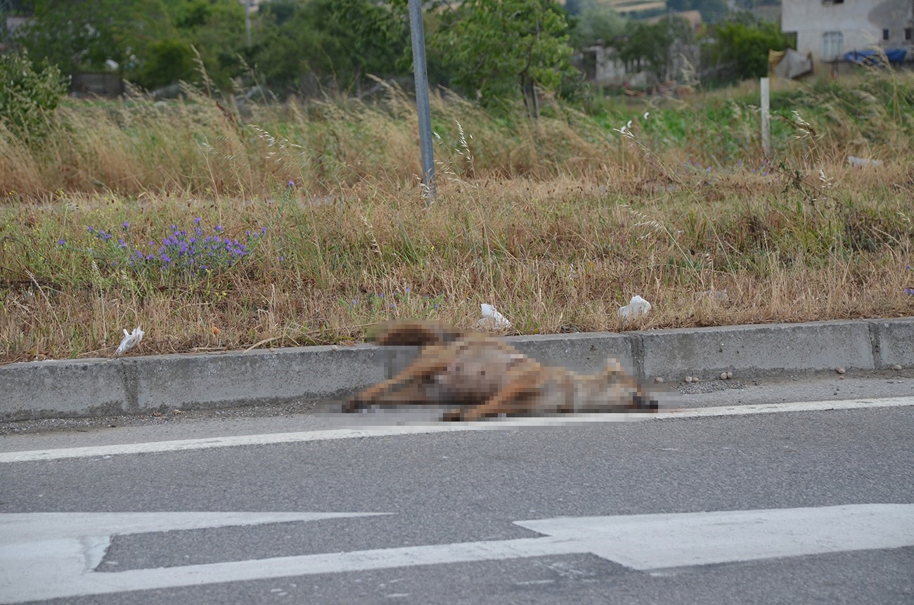 Sinop’ta aracın çarptığı çakal telef oldu