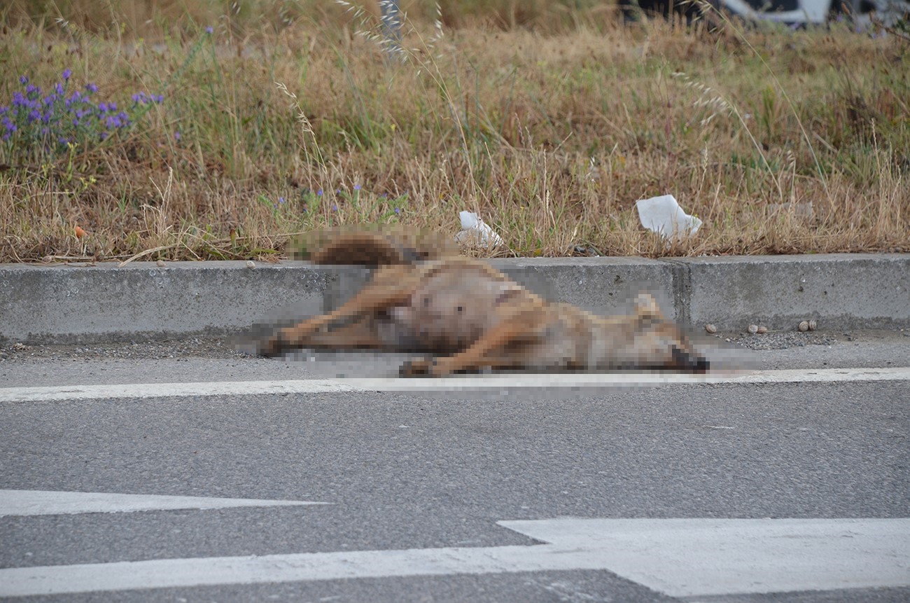 Sinop&rsquo;ta aracın &ccedil;arptığı &ccedil;akal telef oldu
