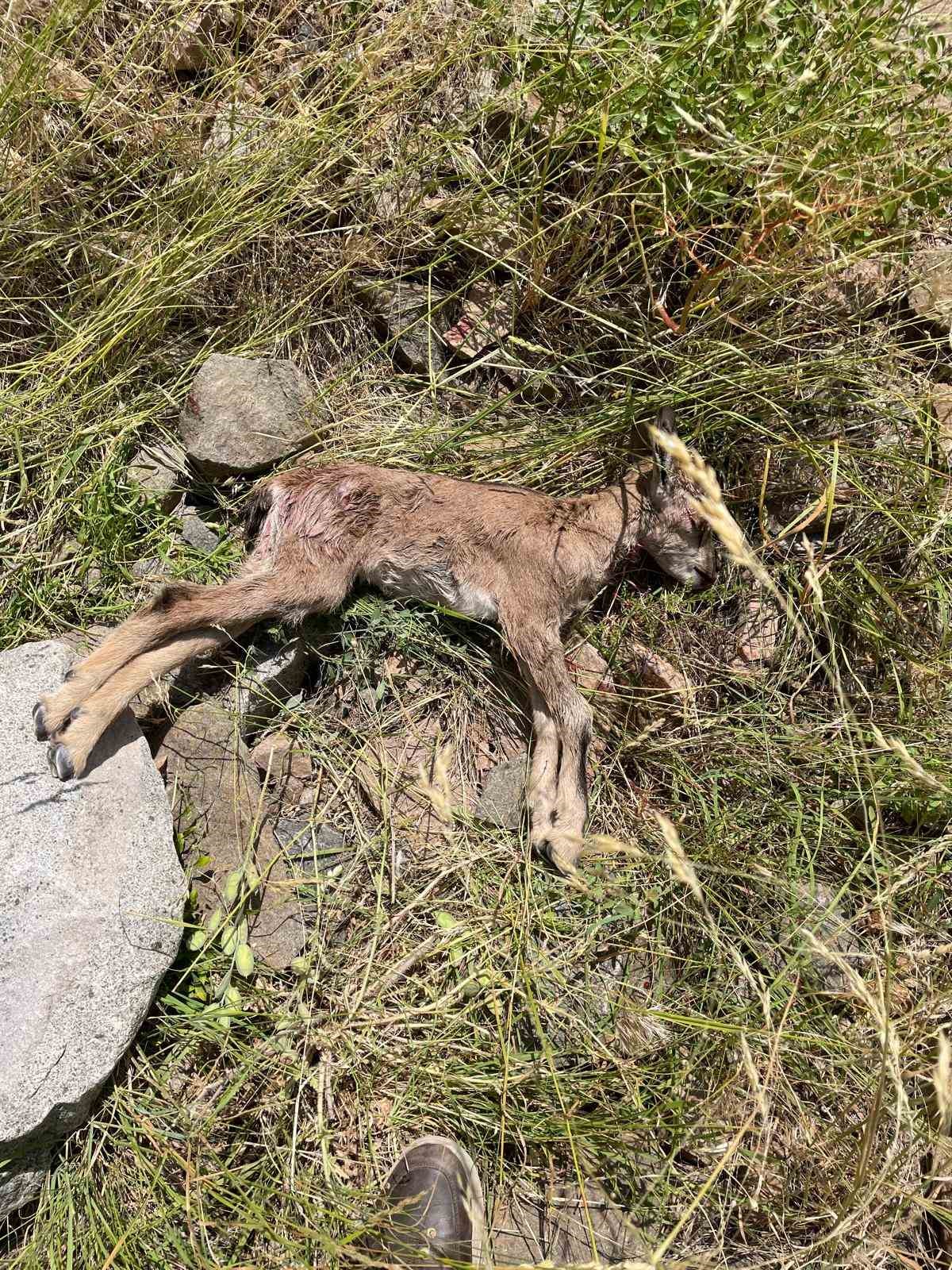 Çoruh Vadisi’nde yaban keçileri tehlike altında