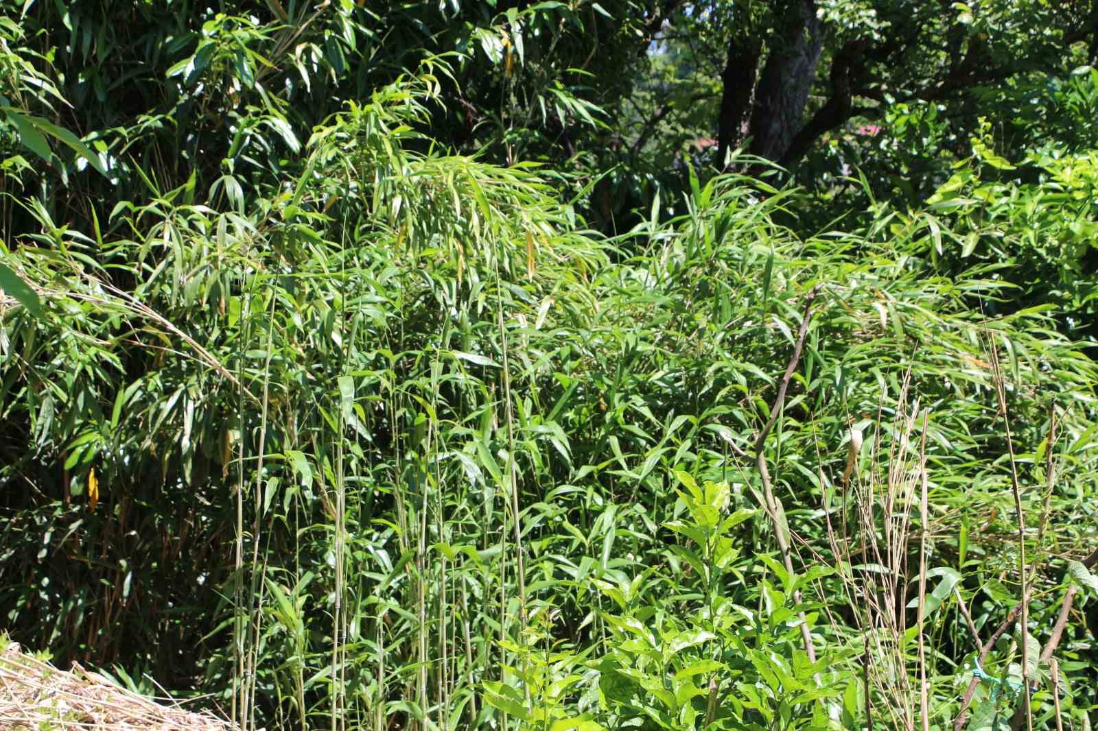 Mahalle sakininden kamış isyanı: "Bir ka&ccedil; sene sonra k&ouml;y kapanır"
