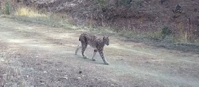 "Ormanın hayaleti" vaşak doğal ortamında kamerada