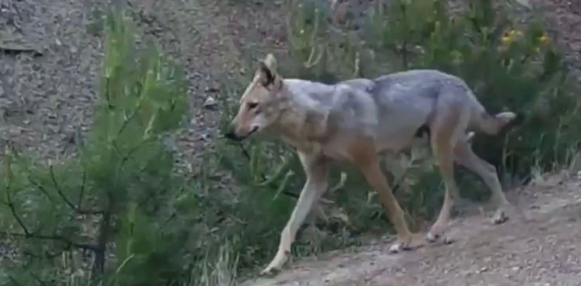 "Ormanın hayaleti" vaşak doğal ortamında kamerada
