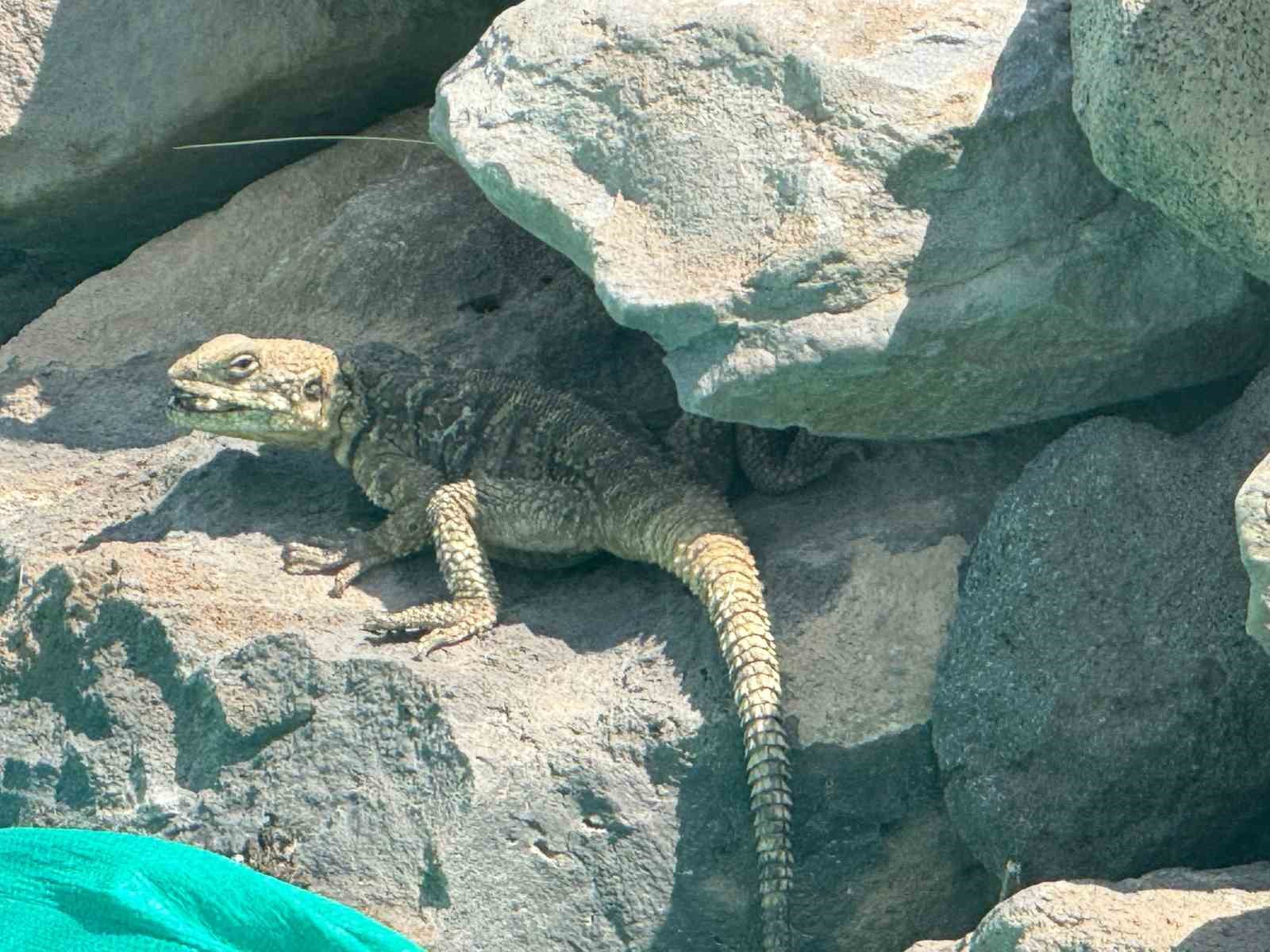 Kafkas keleri Ağrı Dağı eteklerinde beslenirken görüntülendi