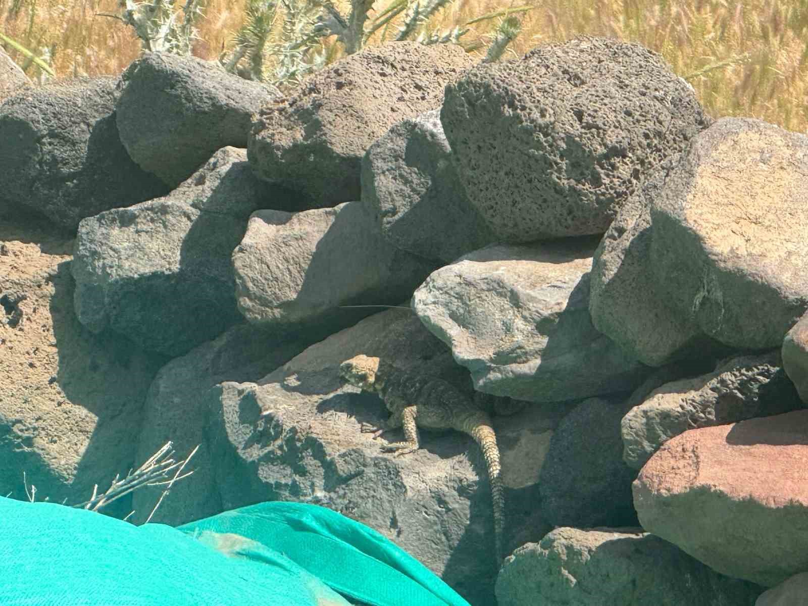 Kafkas keleri Ağrı Dağı eteklerinde beslenirken g&ouml;r&uuml;nt&uuml;lendi
