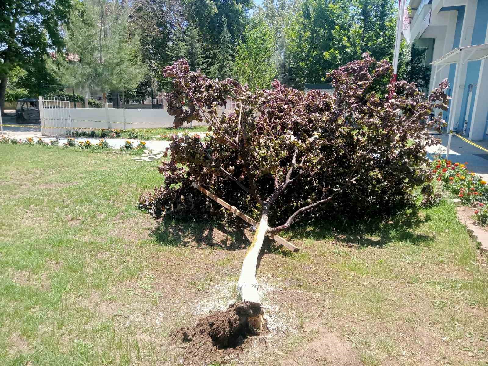 G&ouml;lbaşı&rsquo;nda ağa&ccedil; k&ouml;k&uuml;nden s&ouml;k&uuml;ld&uuml;
