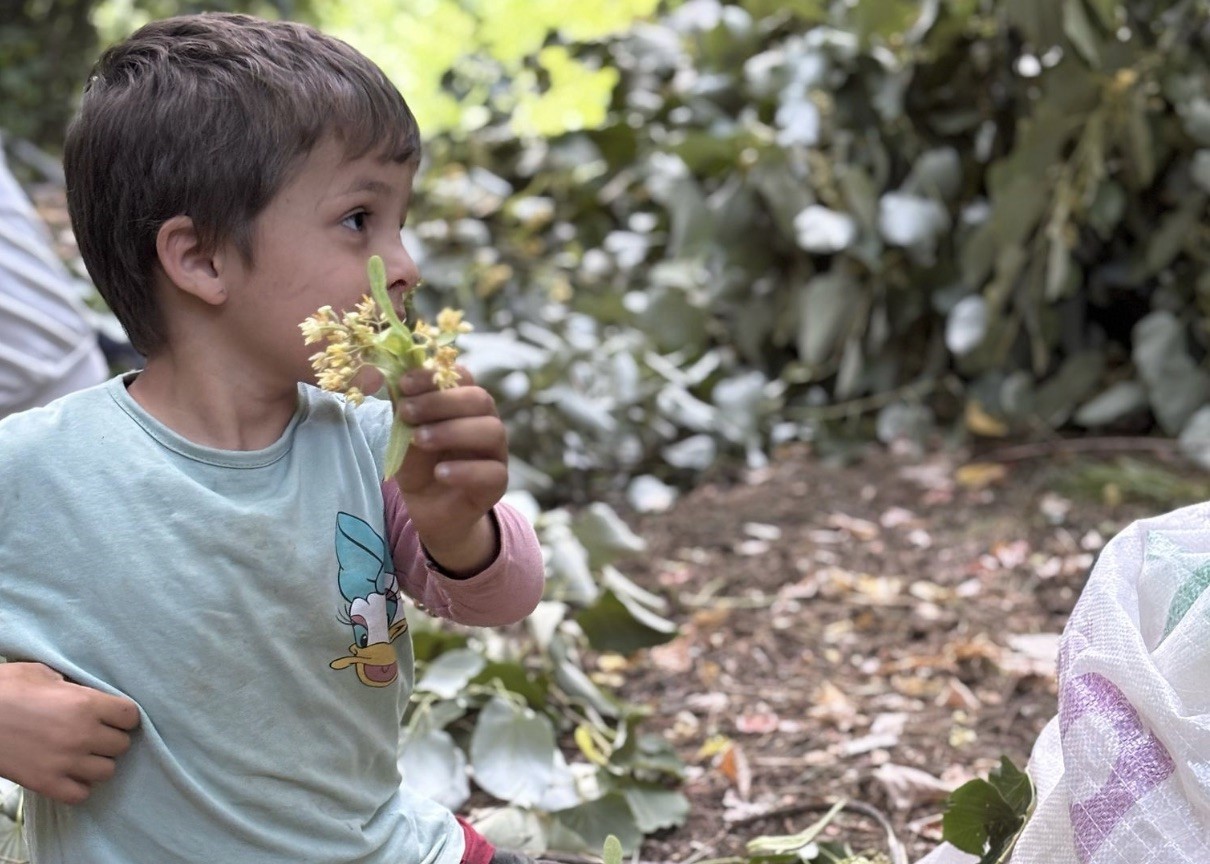 Manyas’ta ıhlamur hasadı başladı