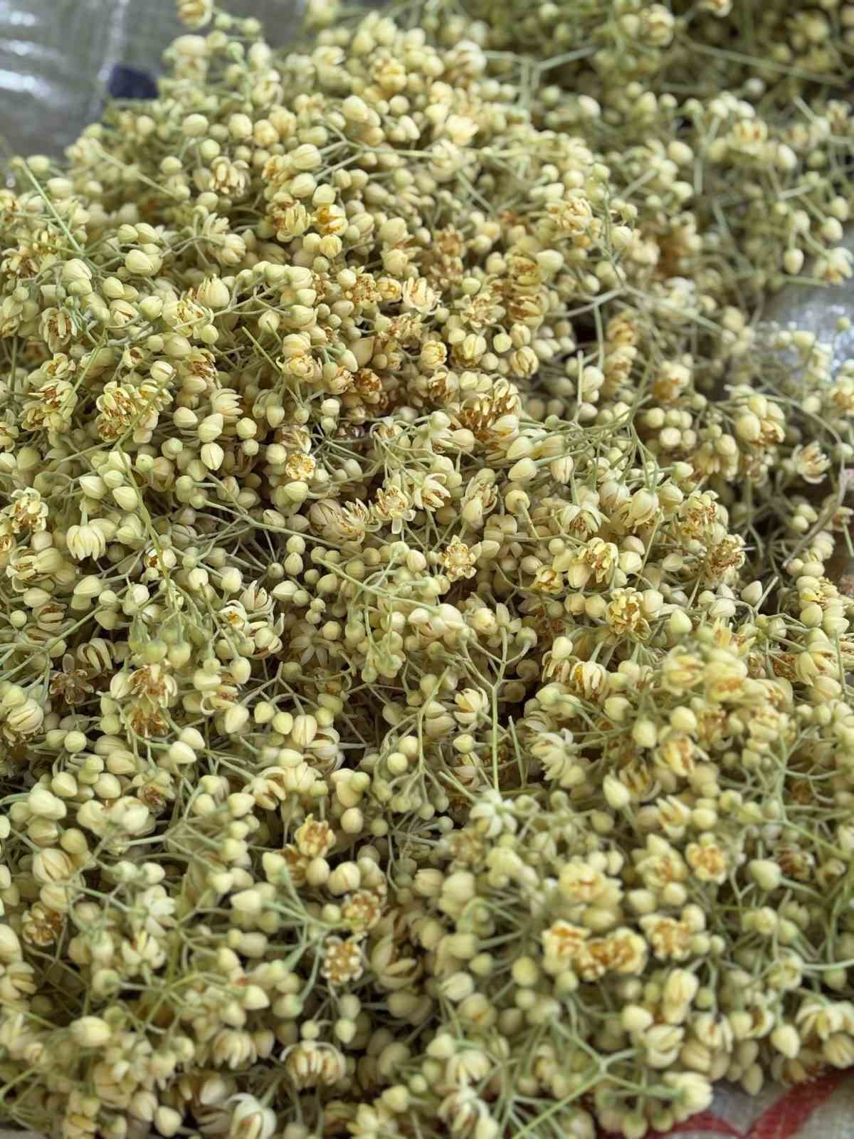 Manyas&rsquo;ta ıhlamur hasadı başladı
