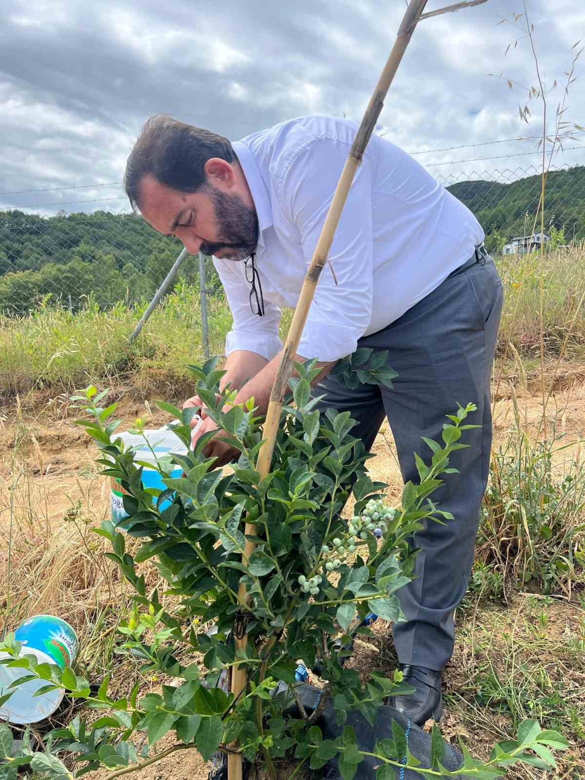 Yalova’da mavi yemiş hasadı
