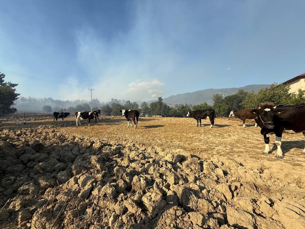 Kozan’daki orman yangınında çiftçiler, hayvanlarını korumak için mücadele etti