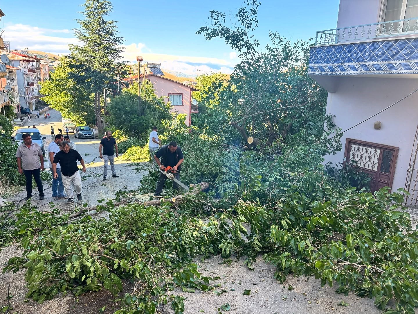 Arapgir’de fırtına ağaçları devirdi