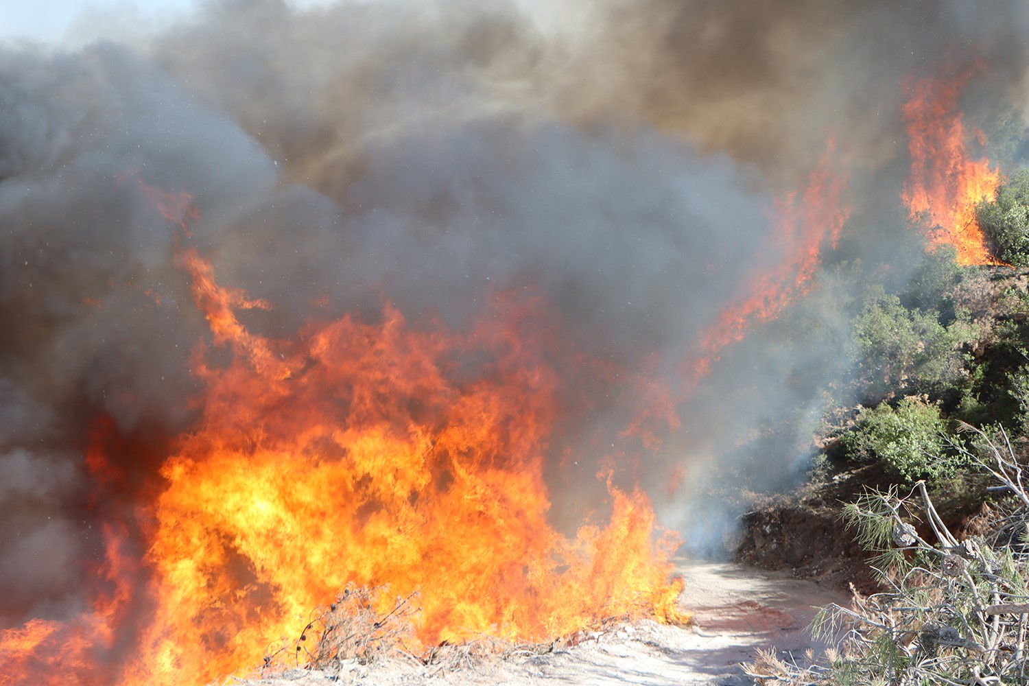 Kula&rsquo;da orman yangınına m&uuml;dahale s&uuml;r&uuml;yor
