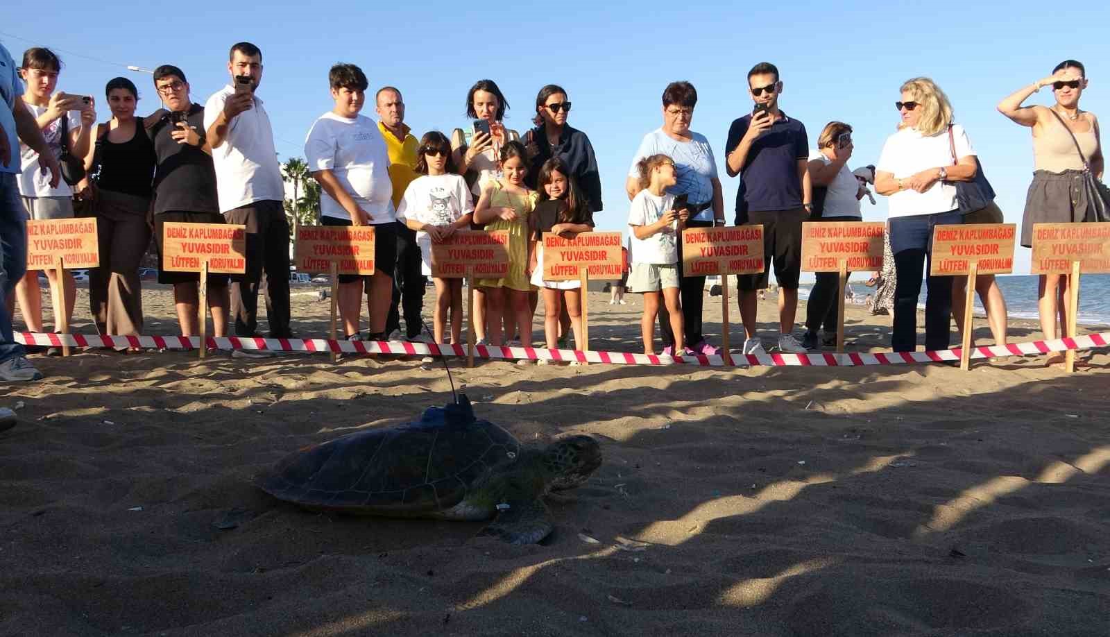 Uydu cihazı takılan kaplumbağa ’Soli’ denize bırakıldı