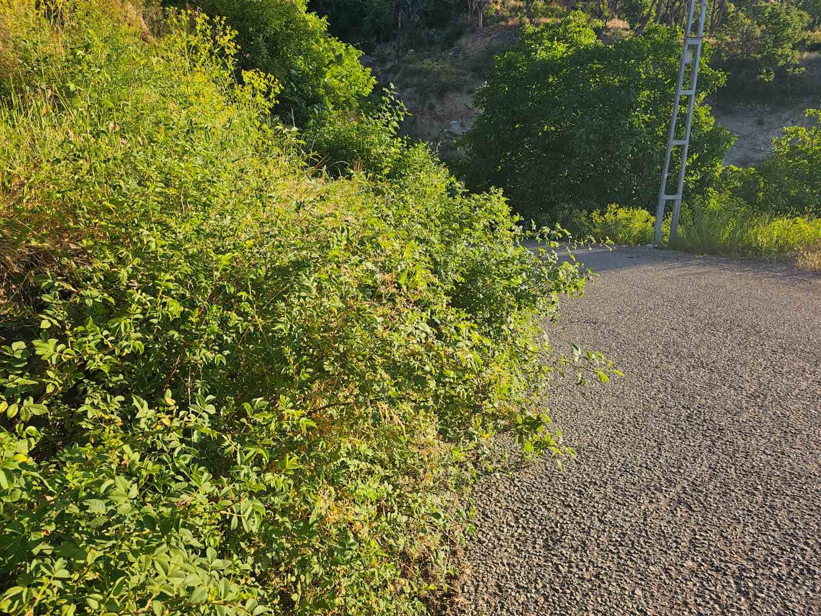 İspir&rsquo;de g&ouml;rmezden gelinen tehlike
