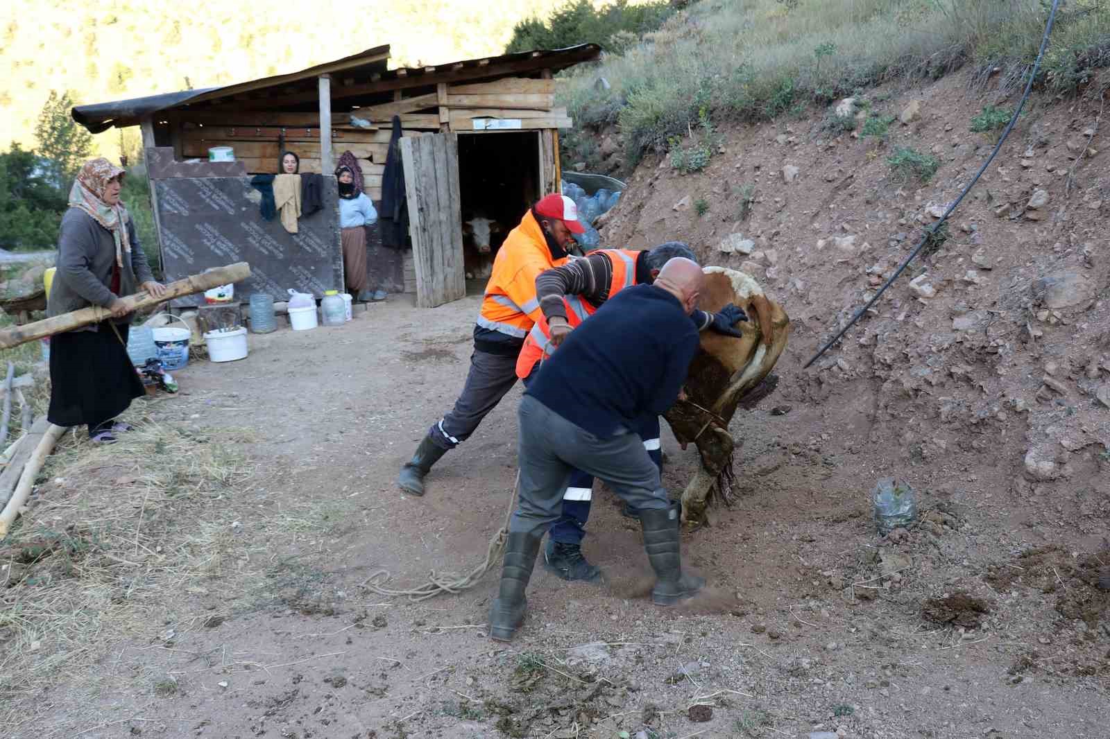 Gümüşhane’de hayvancıların yaz mesaisi başladı
