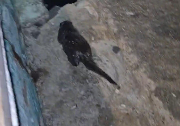 Tekirdağ’da Marmara Denizi kıyısında su samuru yavrusu görüntülendi