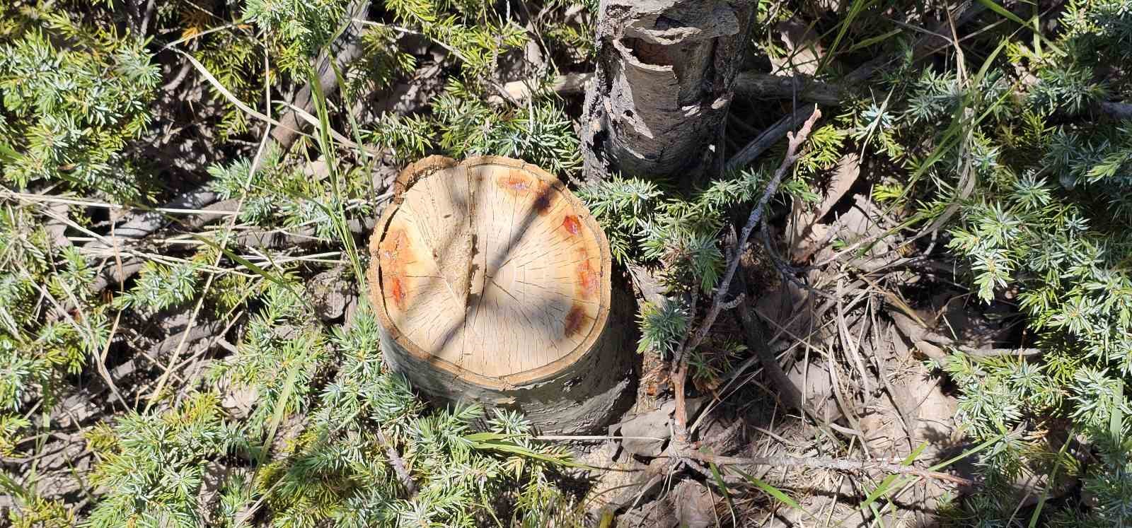 Nemrut Kalderası&rsquo;nda ağa&ccedil; katliamı
