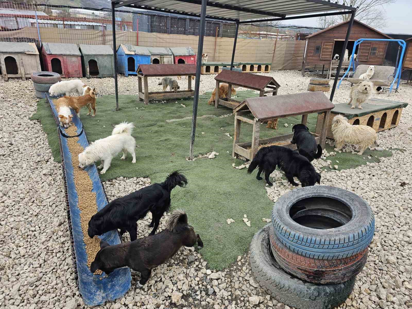 Potadan Patiye Projesi ile Hepsiburada’dan sokak hayvanlarına 4 tonu aşan mama desteği