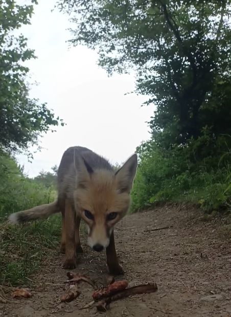 Tilki ile kurduğu bağ, görenlerin içini ısıttı
