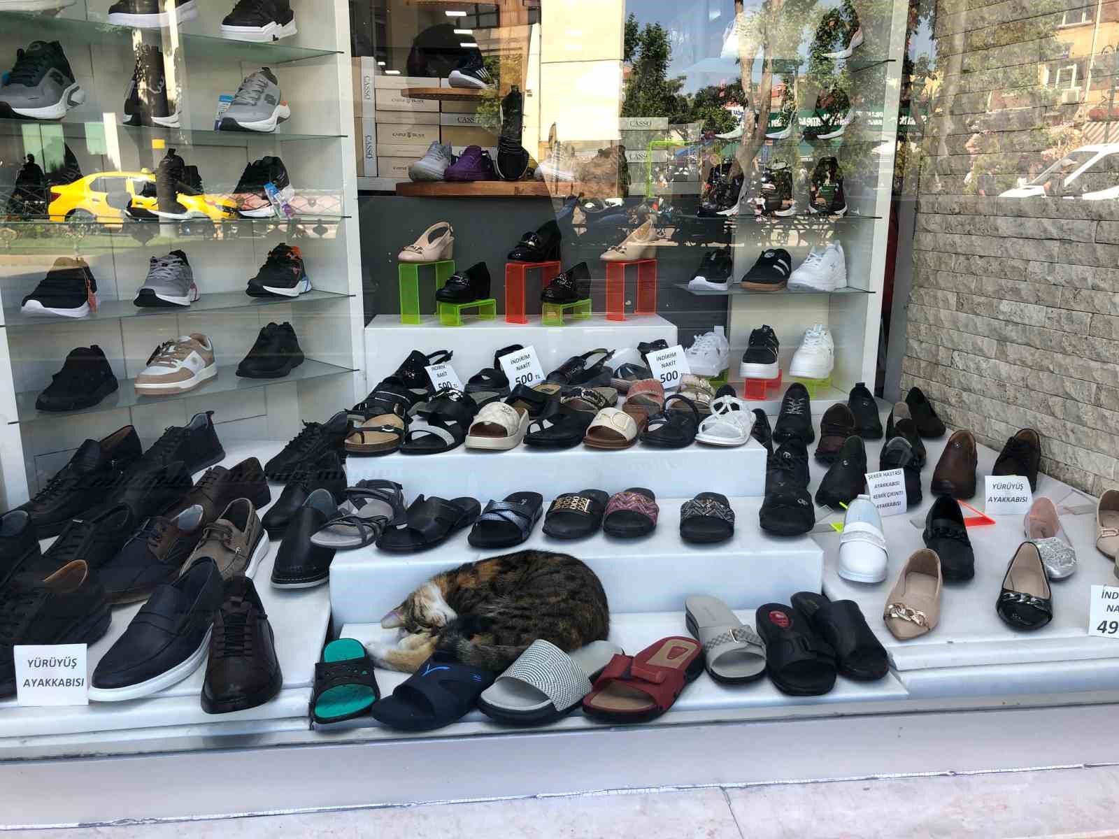 Sıcaktan bunalan kedinin çözümü görenlerin içini ısıttı