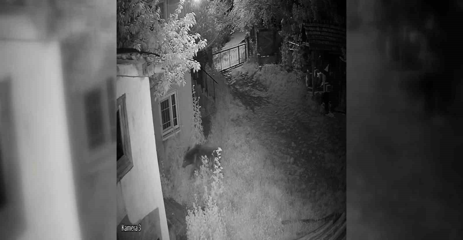 Sinop’ta evin bahçesine giren ayı kamerada
