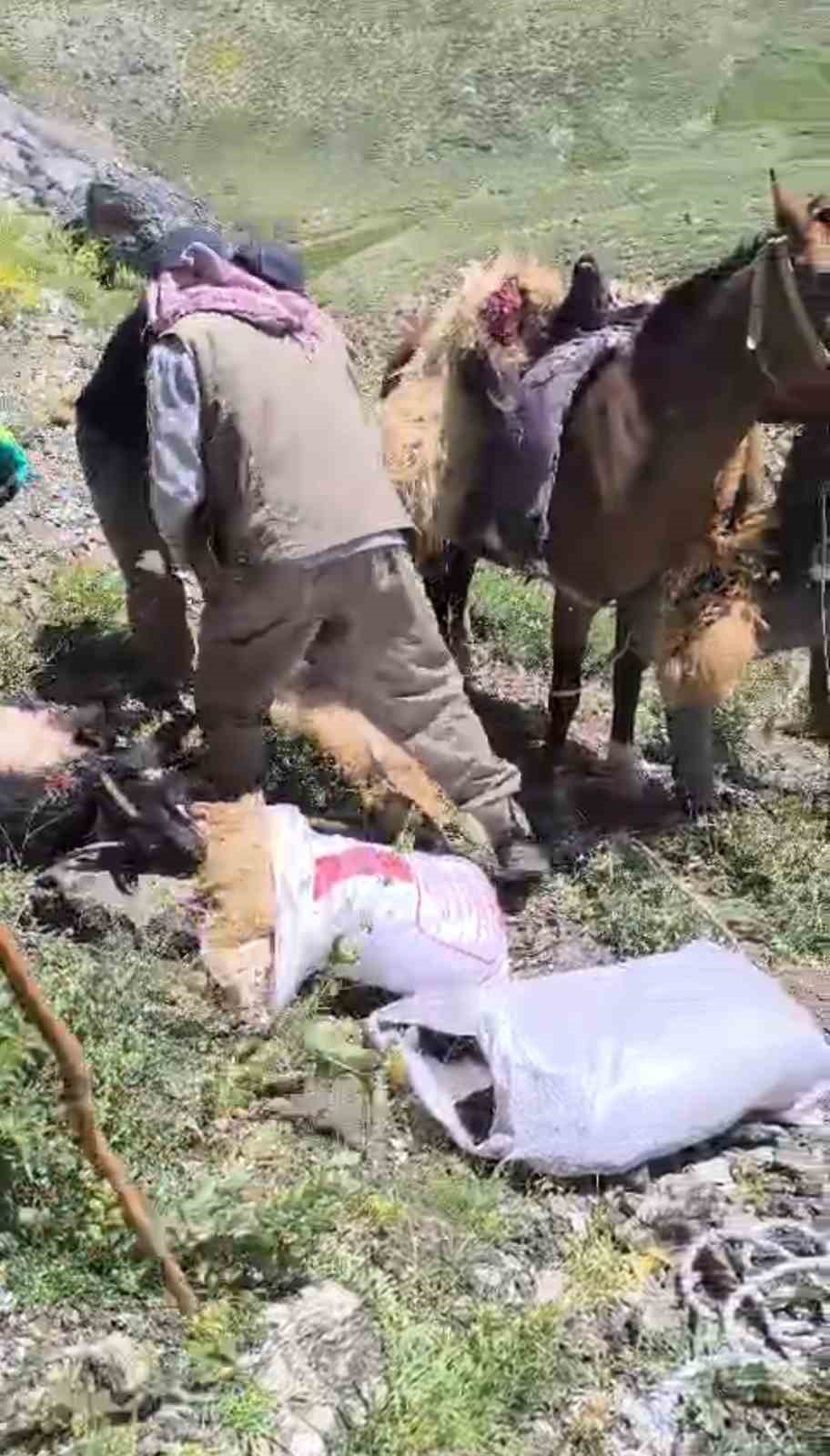 Yüksekova’da uçurumdan atlayan 20 koyundan 12’si telef oldu
