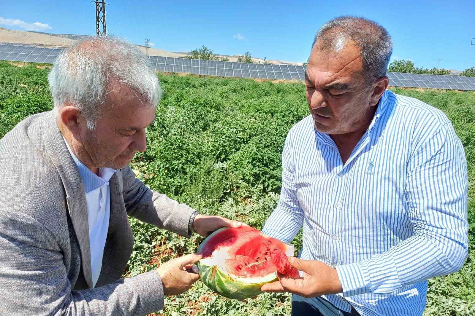 Araban’da karpuz hasadı başladı