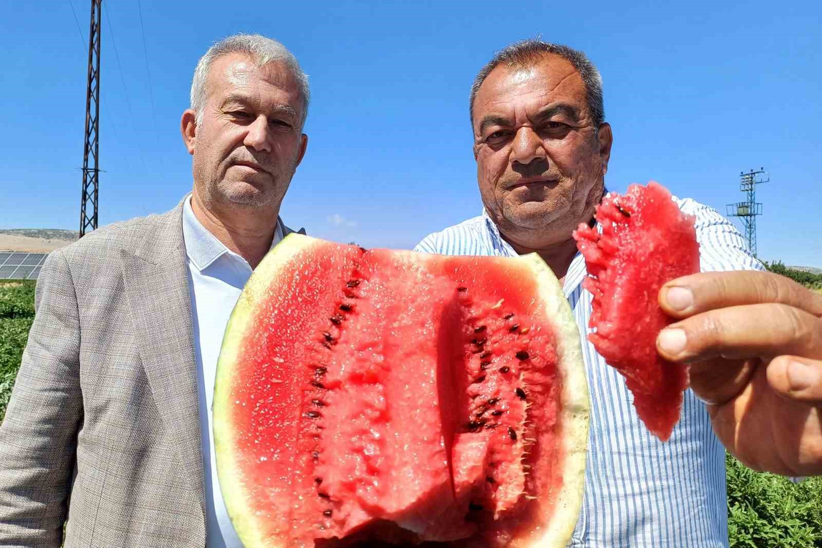 Araban&rsquo;da karpuz hasadı başladı
