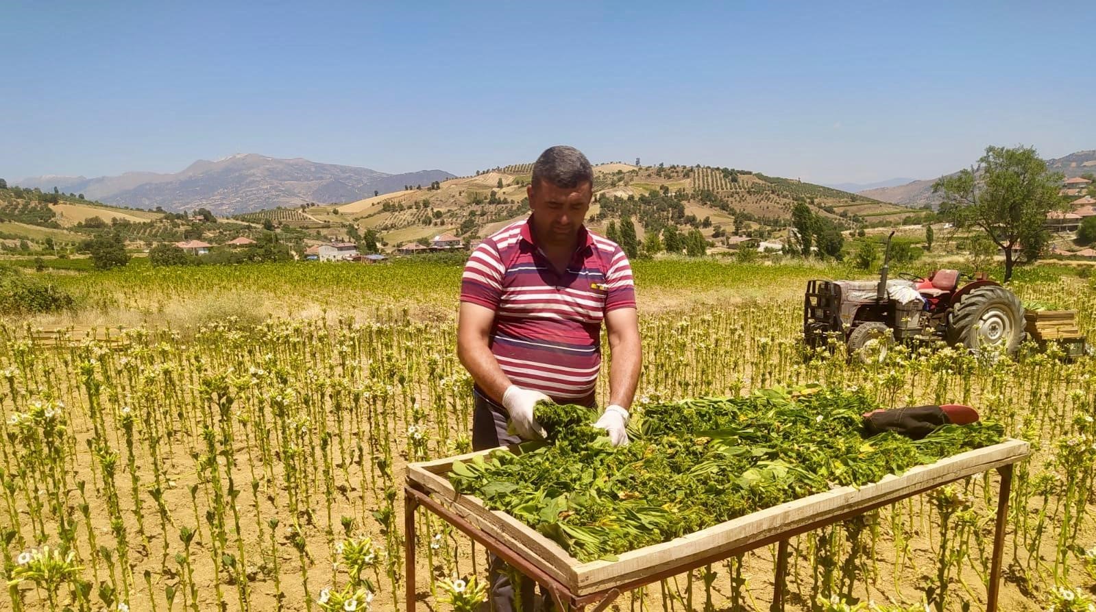 Sarıgöl’de tütün kırımı başladı