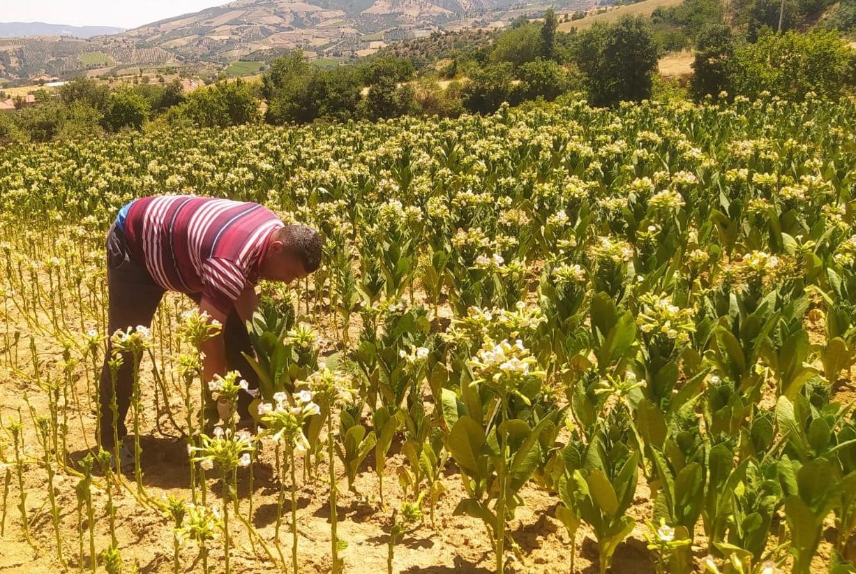 Sarıg&ouml;l&rsquo;de t&uuml;t&uuml;n kırımı başladı
