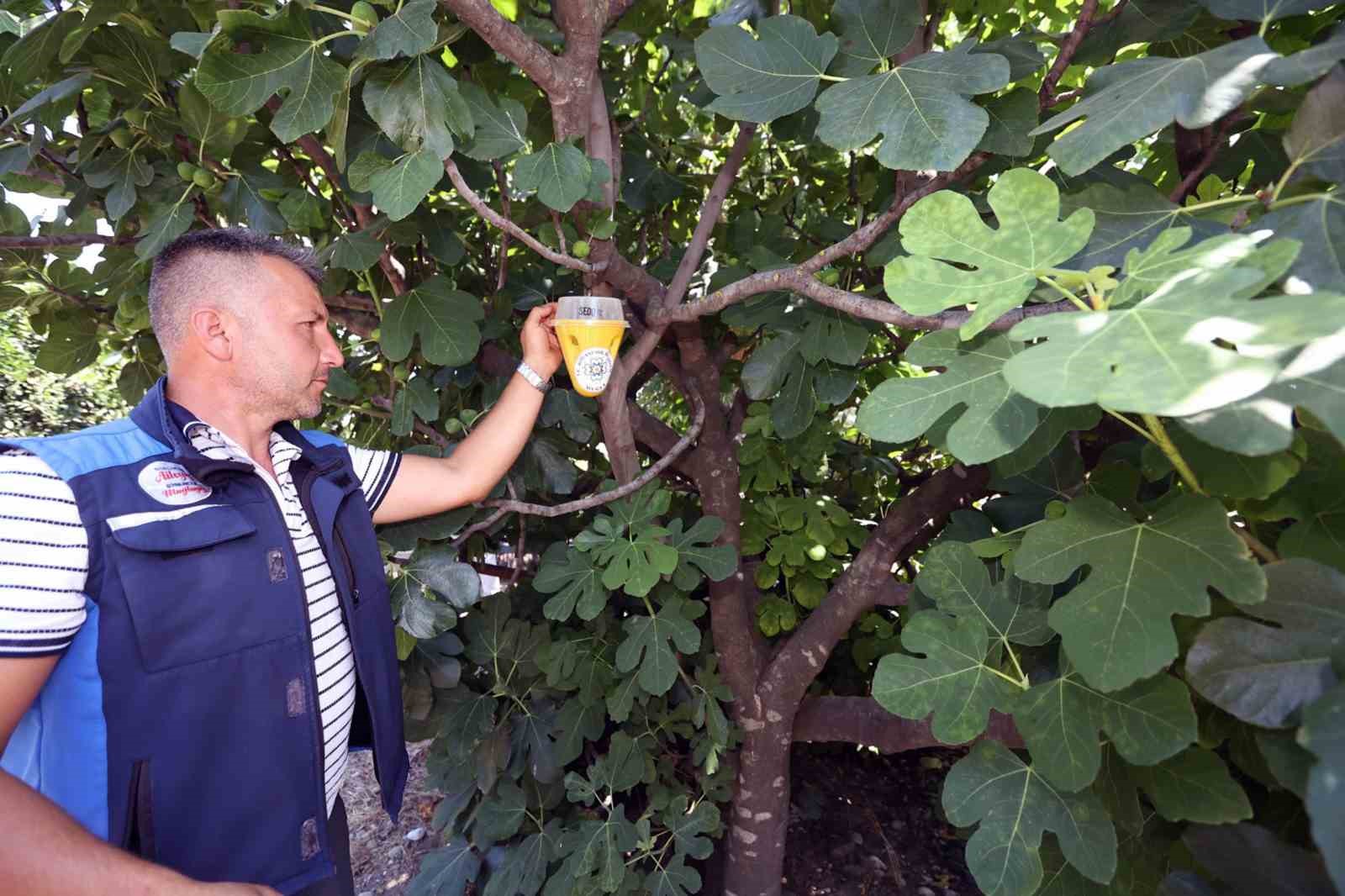 Akdeniz Meyve Sineği mücadelesi başladı