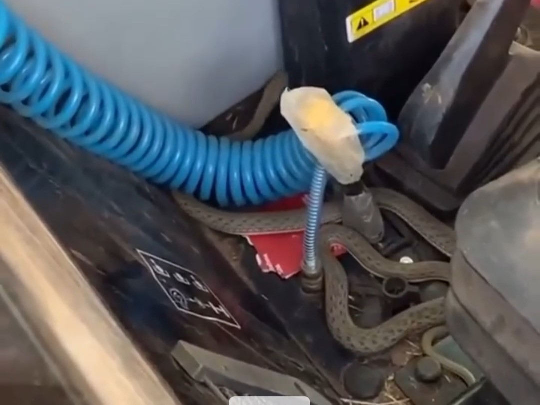 Traktörde yılan paniği