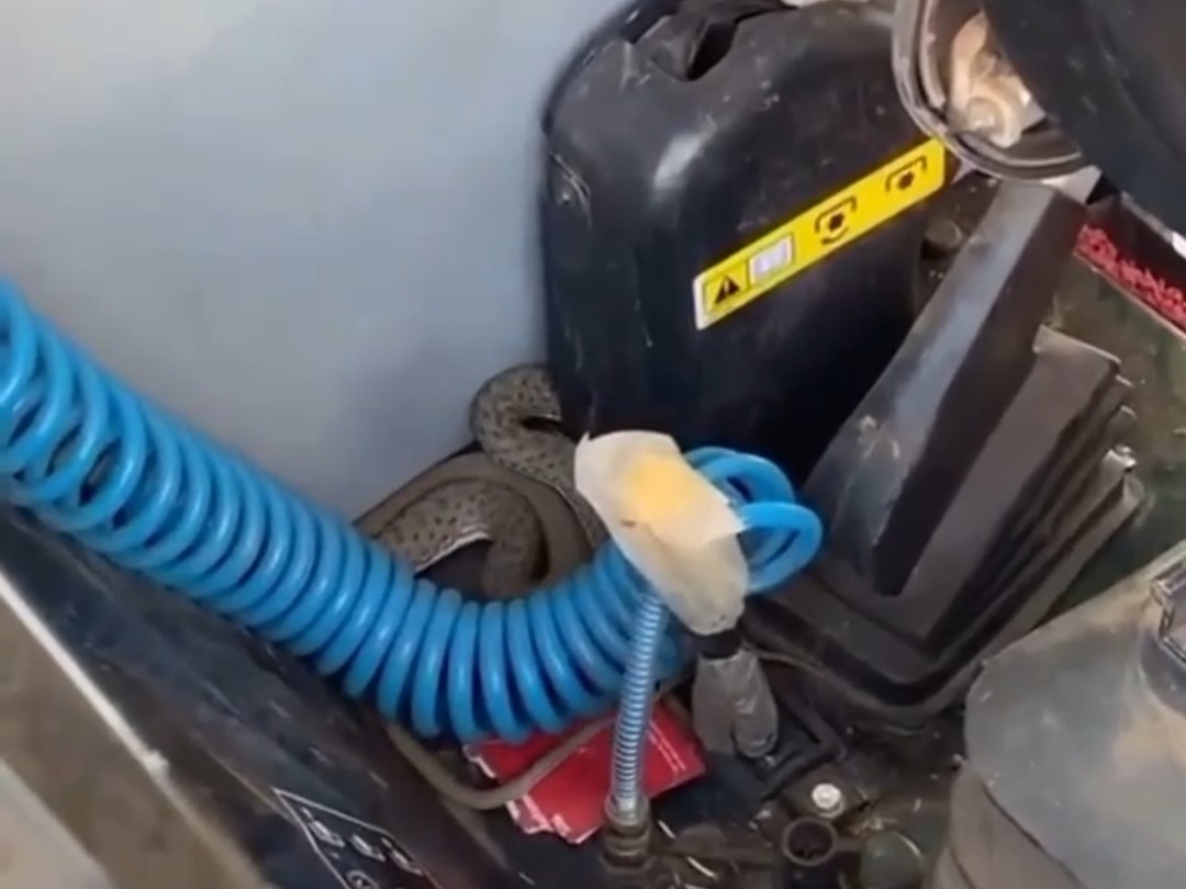 Trakt&ouml;rde yılan paniği
