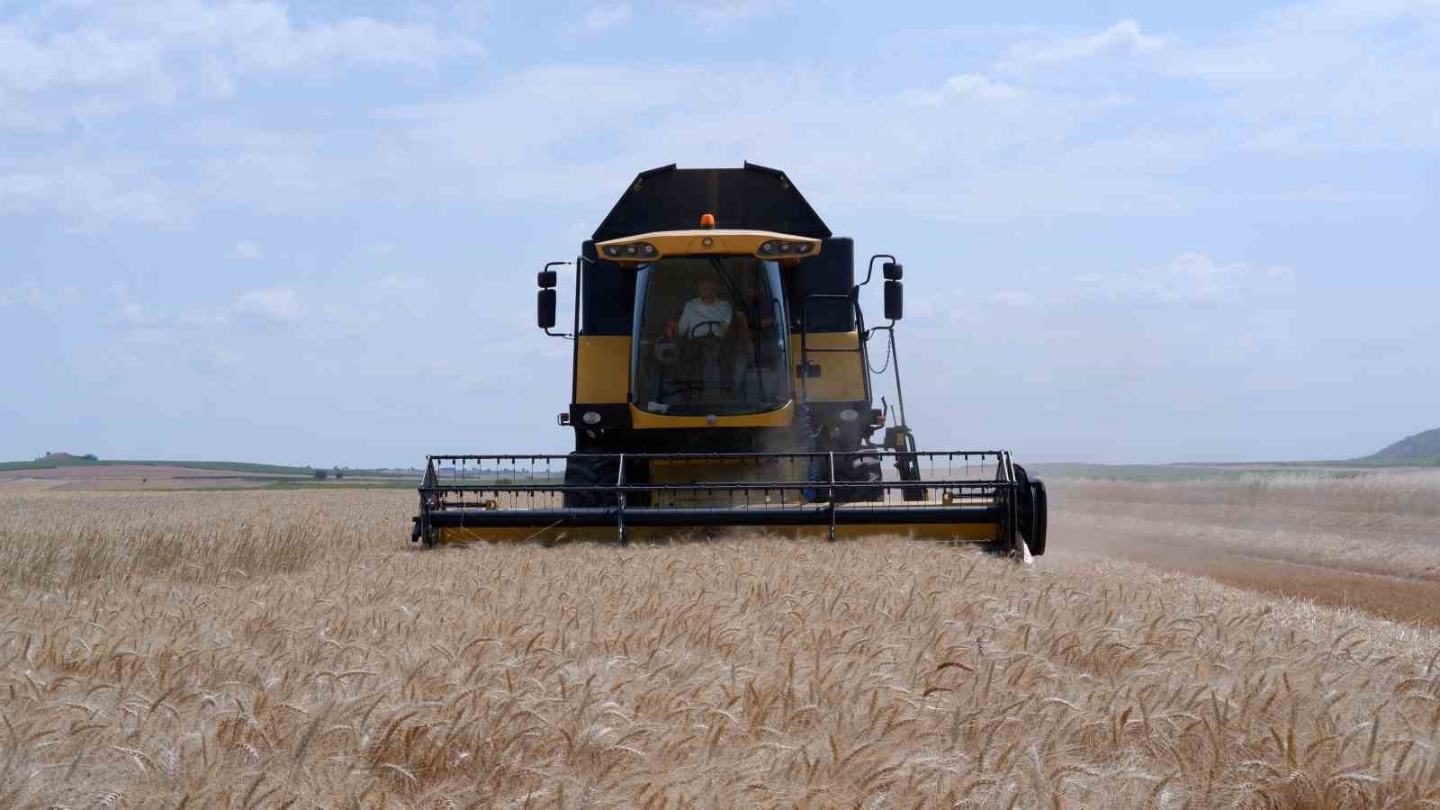 Türkiye’nin buğday merkezlerinden Edirne’de çiftçinin yüzü gülüyor