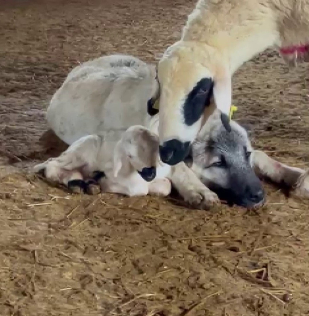 Kangal&rsquo;ın koyun ve kuzu ile olan yakınlığı dikkat &ccedil;ekti
