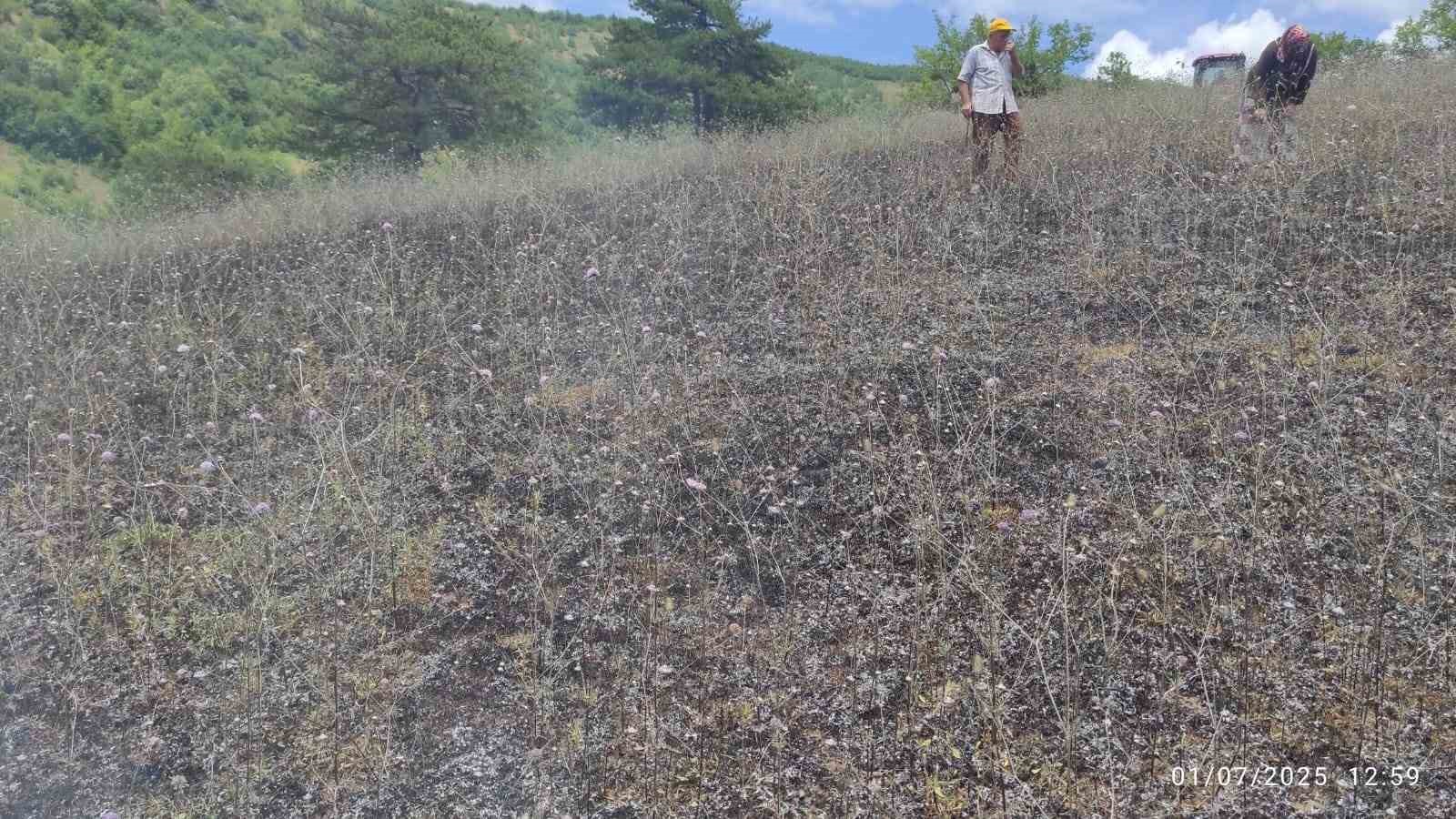 Buğday tarlasında korkutan yangın
