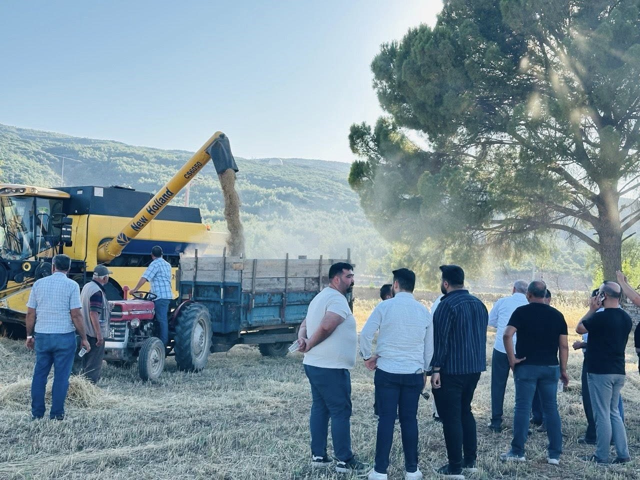 Menteşe’de buğday hasadında sona yaklaşıldı: 7 bin ton rekolte bekleniyor
