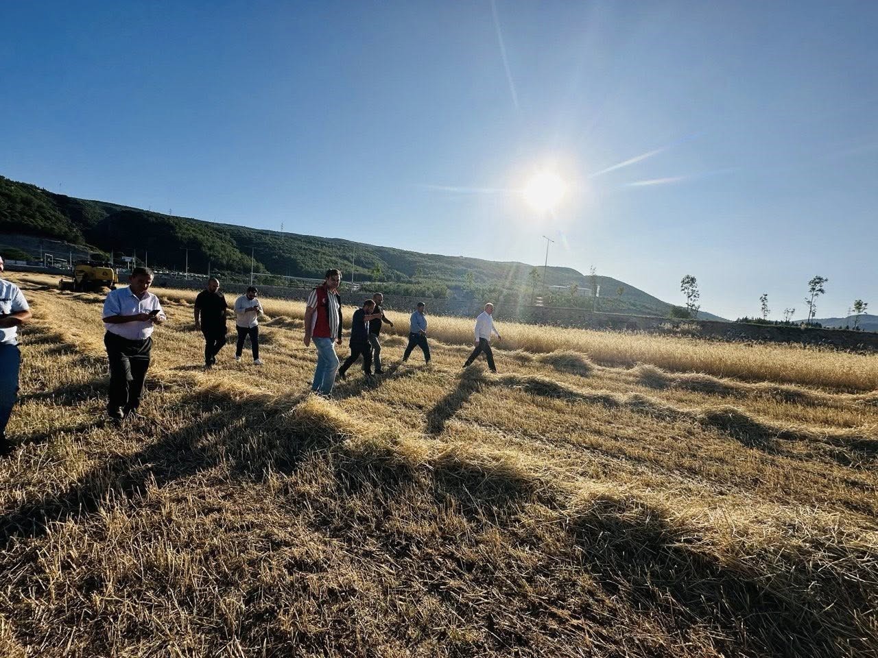 Menteşe’de buğday hasadında sona yaklaşıldı: 7 bin ton rekolte bekleniyor