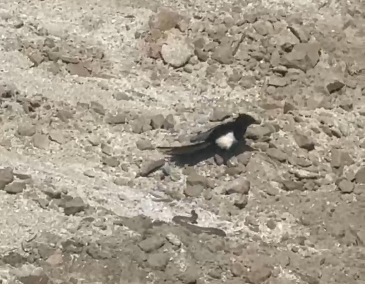 Yılanın karga ve kartalla mücadelesi kameralara yansıdı