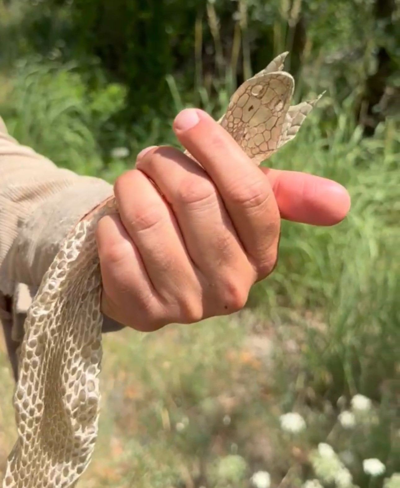Yüksekova’da en zehirli türlerden birine ait olduğu değerlendirilen yılan derisi bulundu