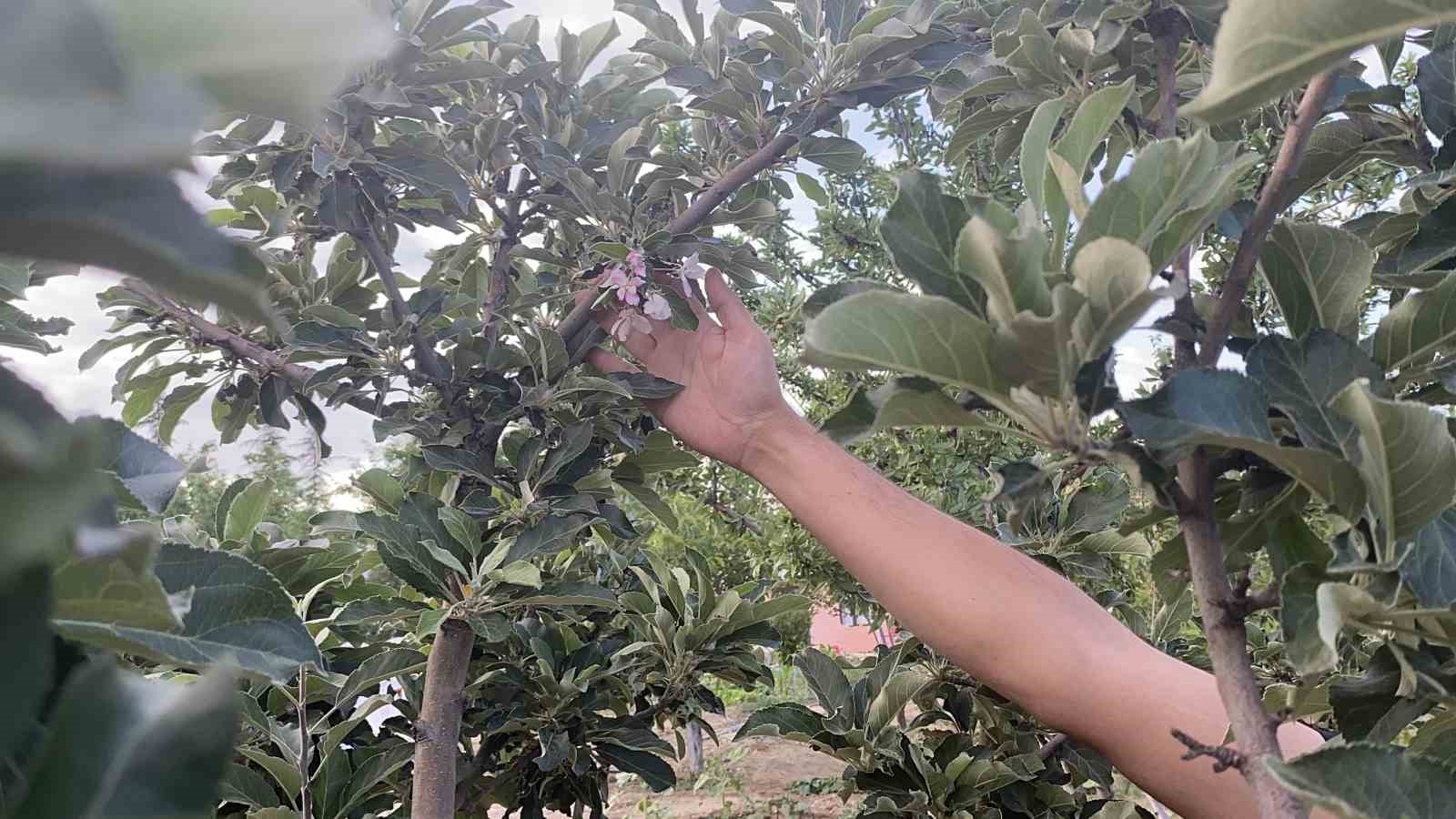 Kulu’da elma ağacı çiçek açtı