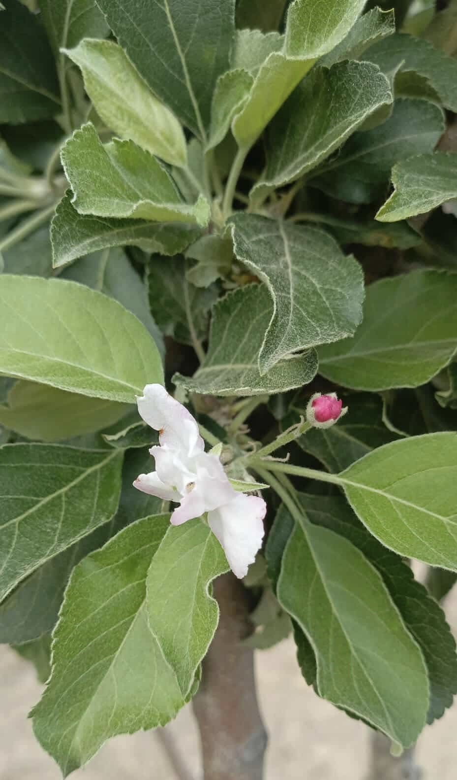 Kulu&rsquo;da elma ağacı &ccedil;i&ccedil;ek a&ccedil;tı
