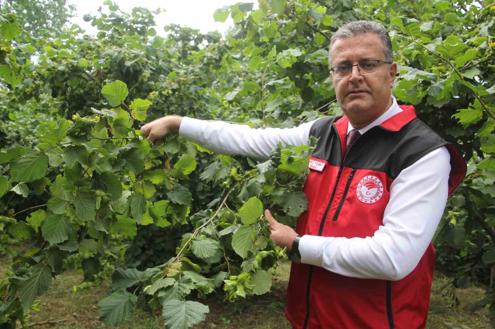 Fındıkta rekolte tespit çalışmaları başladı