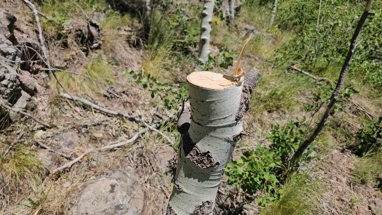 Nemrut Kalderası&rsquo;nda ka&ccedil;ak ağa&ccedil; kesimi yapan 3 kişi yakalandı
