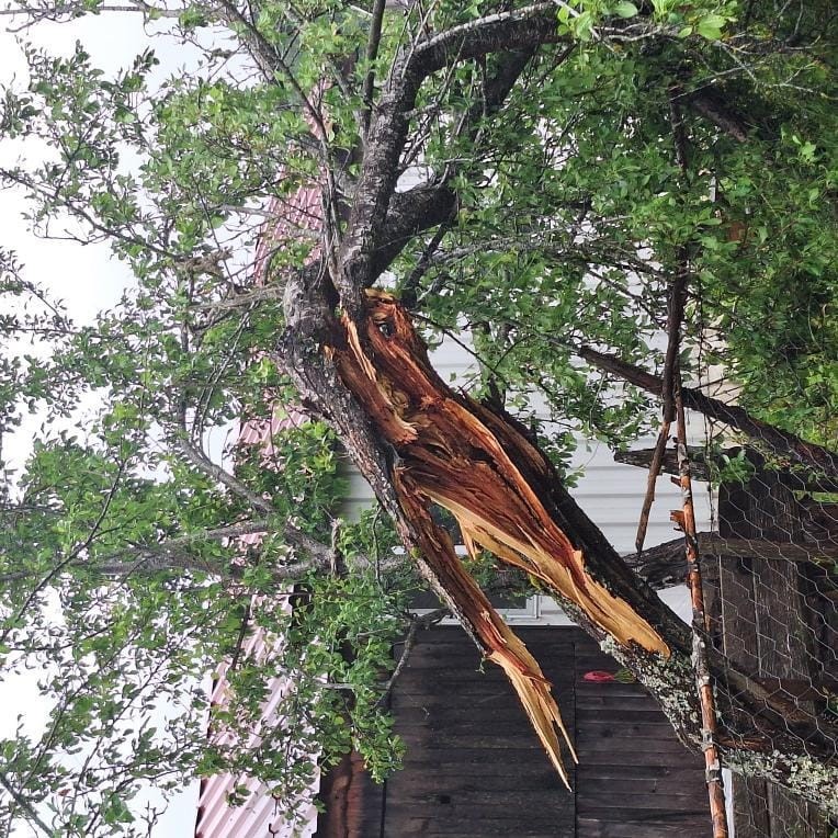 Yaylada şiddetli r&uuml;zgar ağa&ccedil;ları devirdi, &ccedil;atıları u&ccedil;urdu
