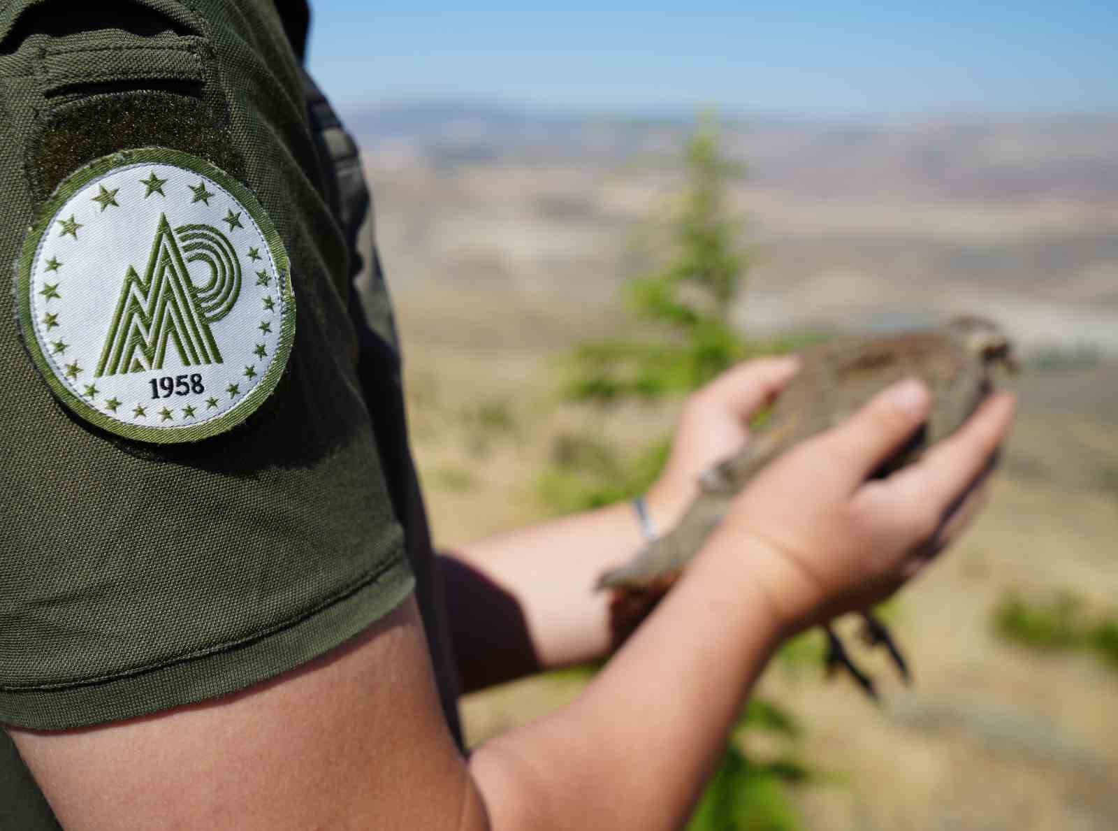 Kene avcısı keklikler doğaya salındı