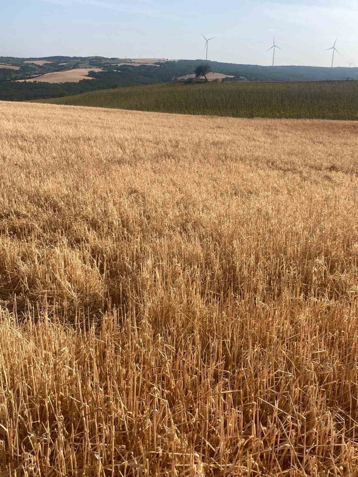 Hayrabolu’da dolu yağışı tarım arazilerine zarar verdi