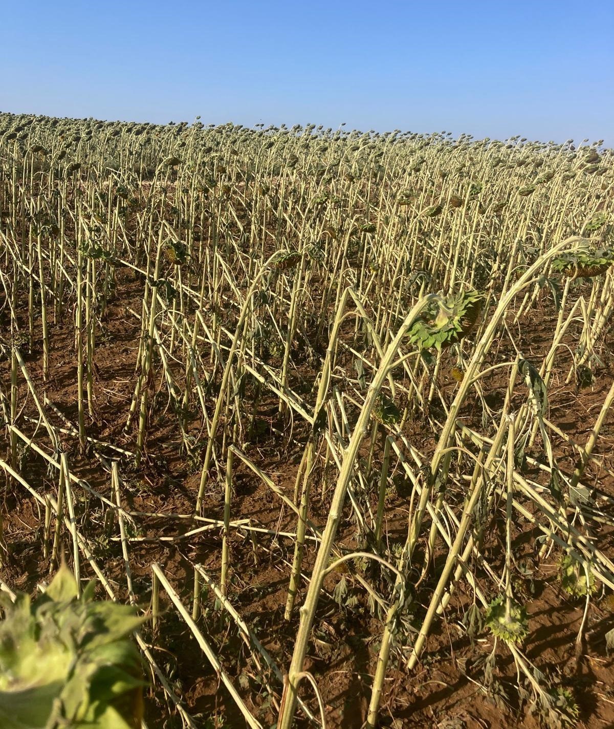 Hayrabolu&rsquo;da dolu yağışı tarım arazilerine zarar verdi
